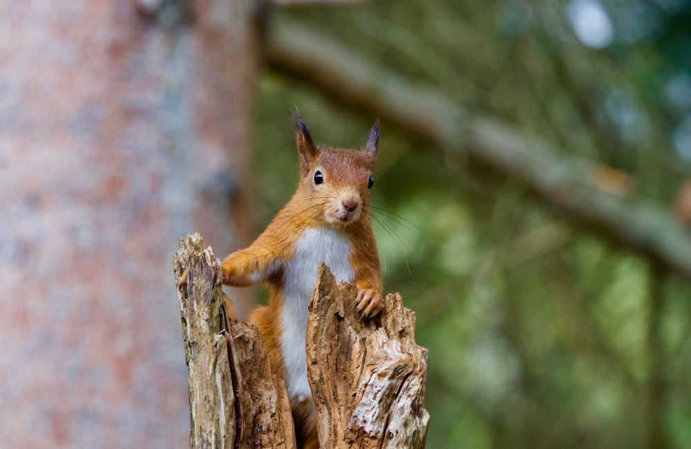 A curious squirrel watching the area from a tree trunk