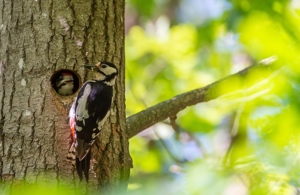 A woodpecker feeding his wife on a tree during Spring